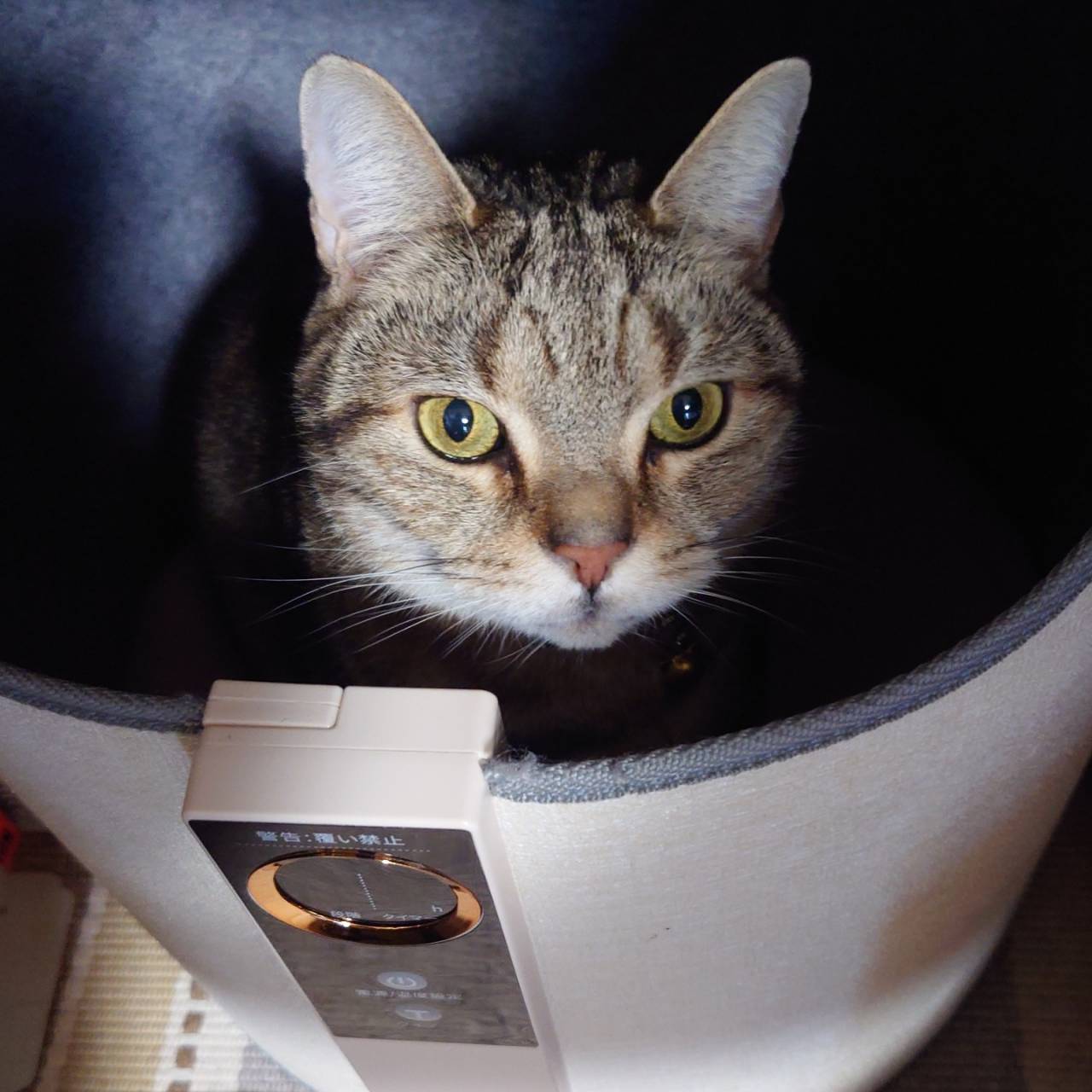 パネルヒーターでくつろぐ猫