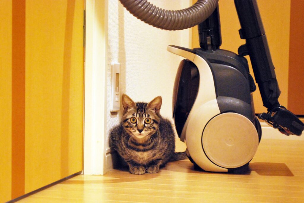 大掃除の疲れ対策と危険予知6 掃除機とねこの画像