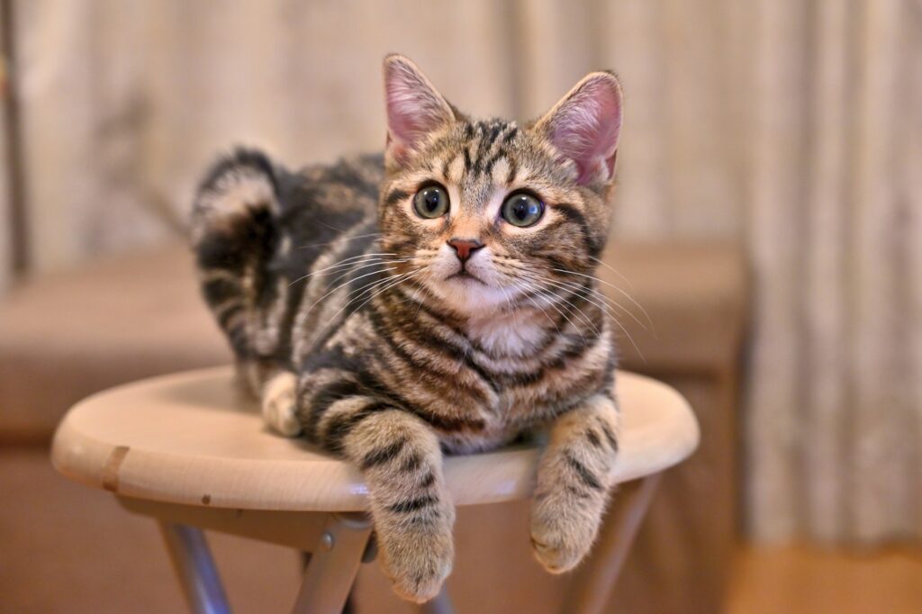 初めてのハウスクリーニングを迎えるための準備と当日のポイント 室内外のペット画像